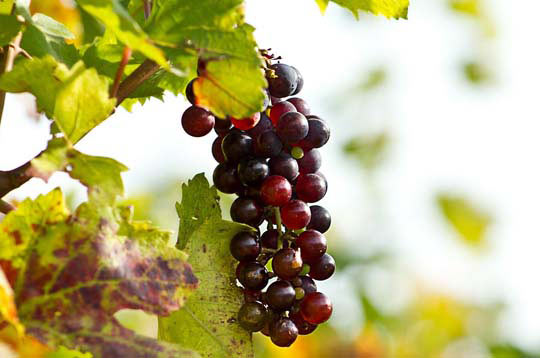 永久稳定供应的免费网络电话在线使用